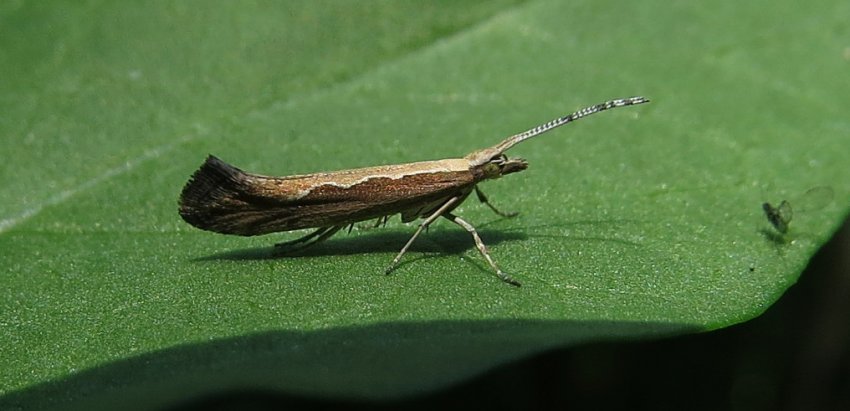 Капустяна міль