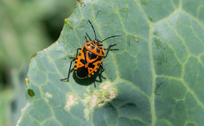 Крестоцветный клоп