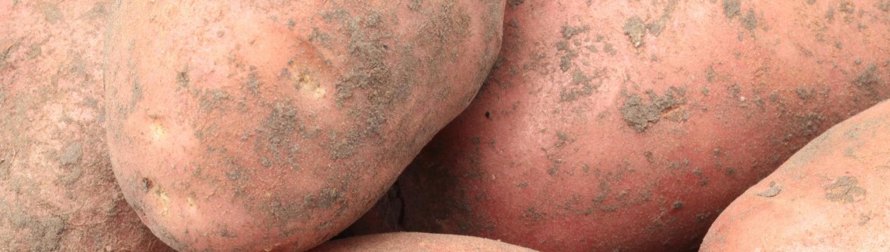 Картофель сорта Лапоть: характеристика сорта и методы выращивания