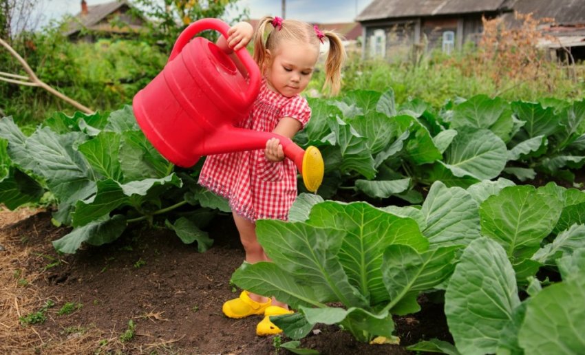 Полив капусти