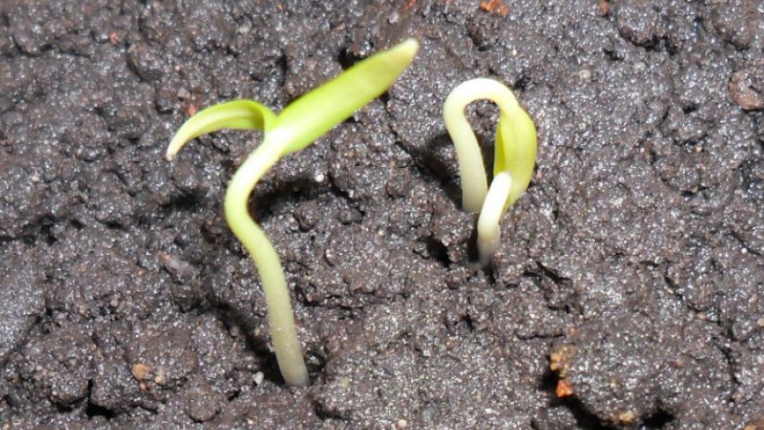 Сходи томатів Сходи томатів