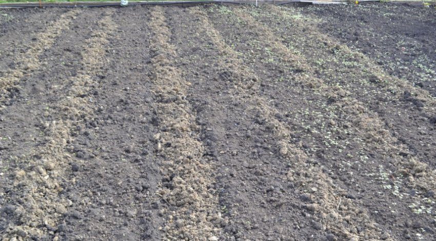 Грунт для посадки Грунт для посадки