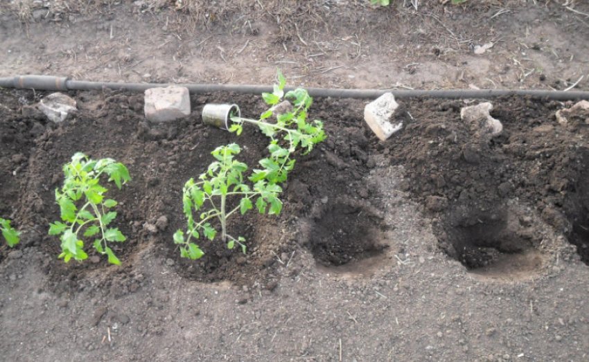 Висадка розсади Висадка розсади