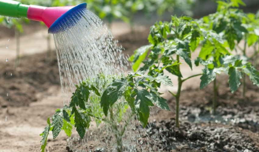 Полив томатів Полив томатів