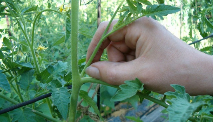 Пасинкування помідорів Пасинкування помідорів