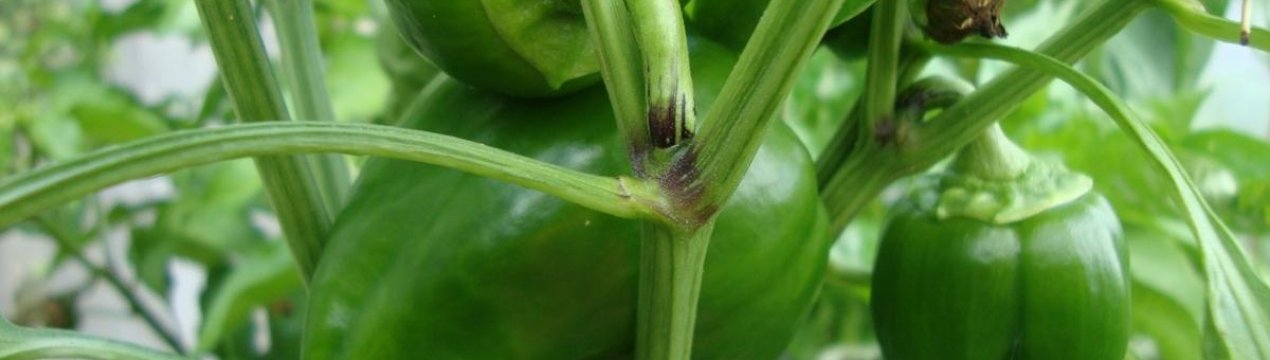 Особливості лікування захворювань перцю в теплиці