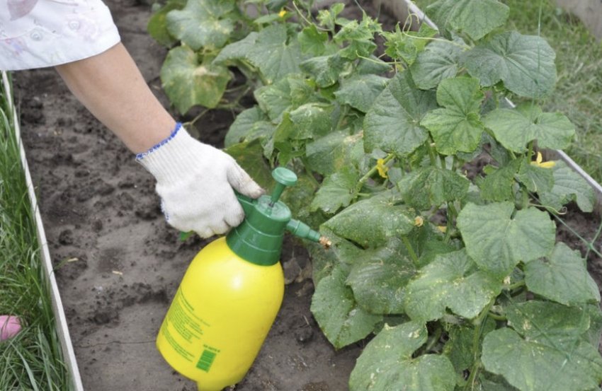 Підживлення огірків Підживлення огірків