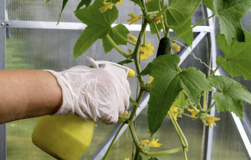 Обприскування огірків в теплиці Обприскування огірків в теплиці