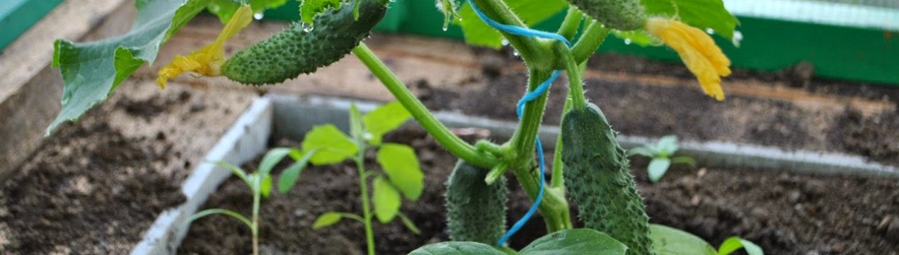 Що робити, якщо огірки погано ростуть?