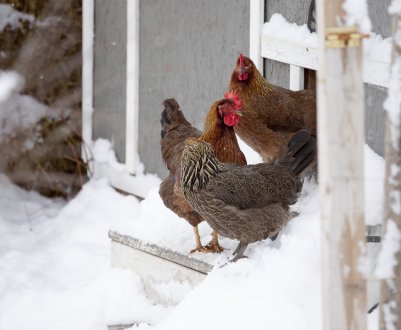 Чим годувати курей взимку, щоб добре несли яйця
