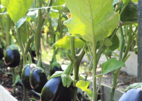 Как посадить баклажаны: тонкости ухода, выбор сортов