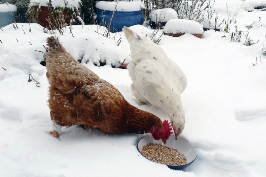 Годівля курей взимку Годівля курей взимку