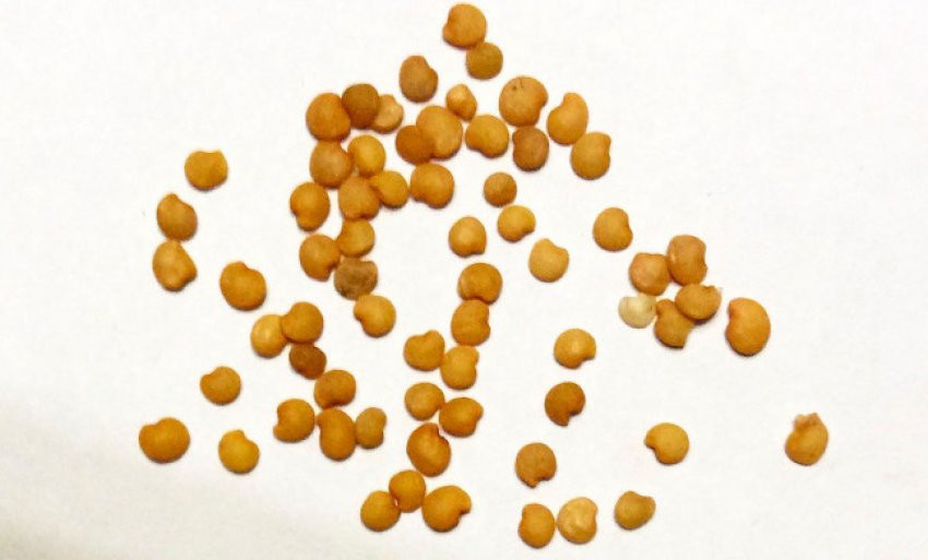 Насіння баклажан