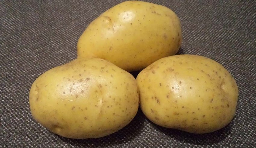 Картопля Джувел