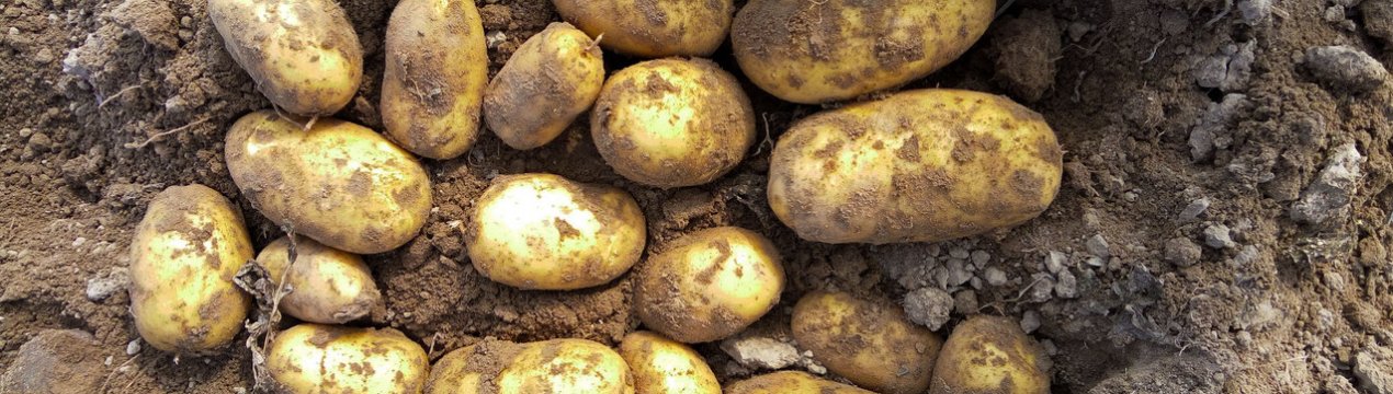 Картопля Джувел: опис особливостей сорти, способи вирощування