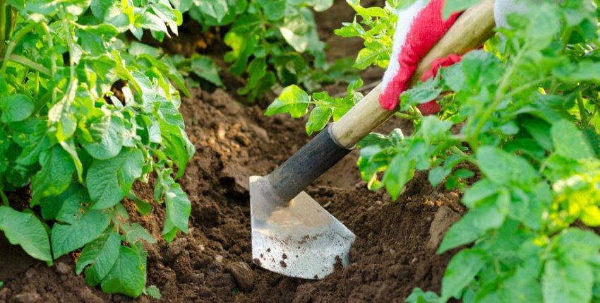 Розпушення та підгортання