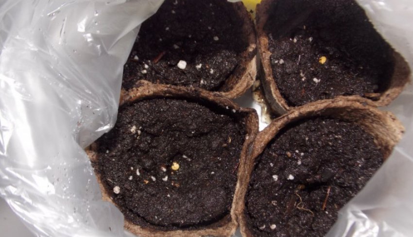 Посадка на розсаду баклажанів