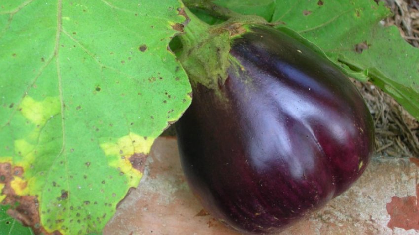 Фітофтороз баклажанів