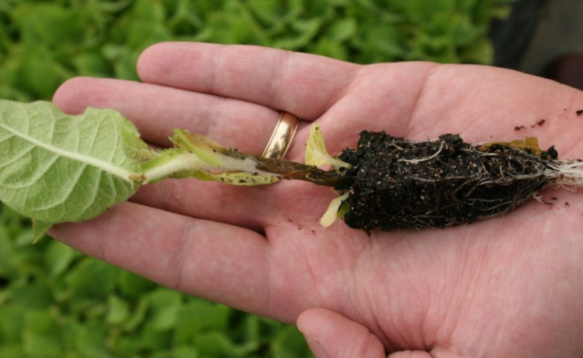 Чорна ніжка