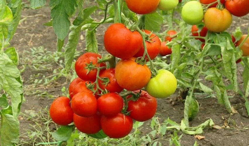 Томат Сніговик