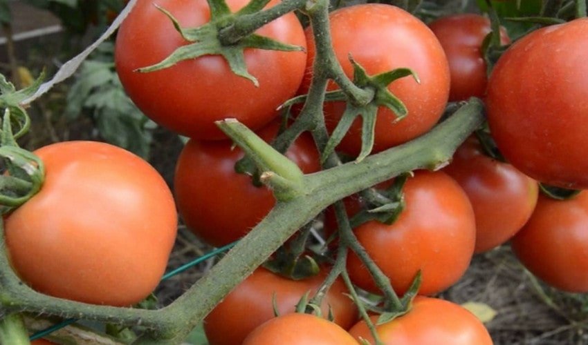 Томат Сніговик