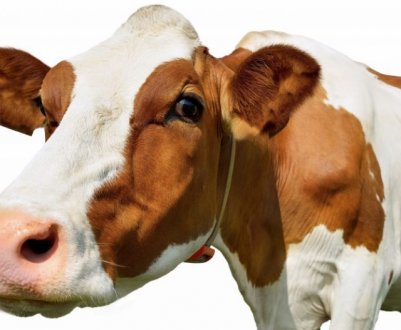 Як і чим лікувати пронос у корови