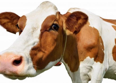 Як і чим лікувати пронос у корови
