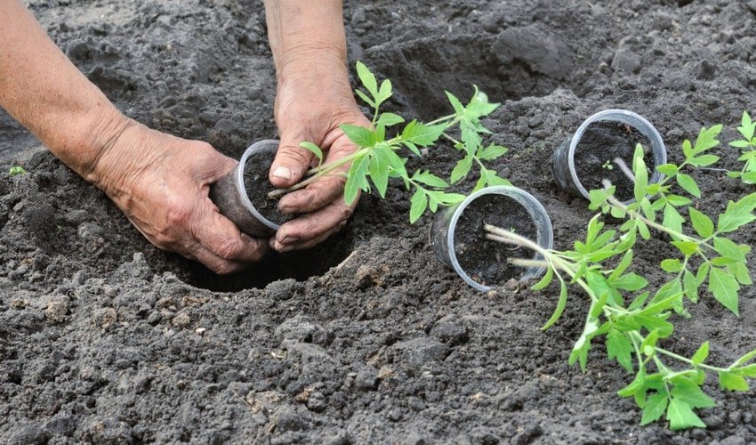 Висадка розсади