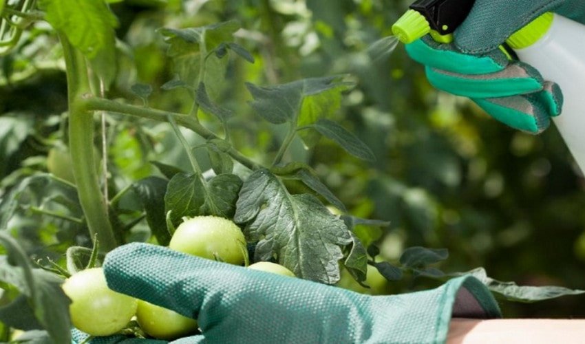 Обприскування томатів