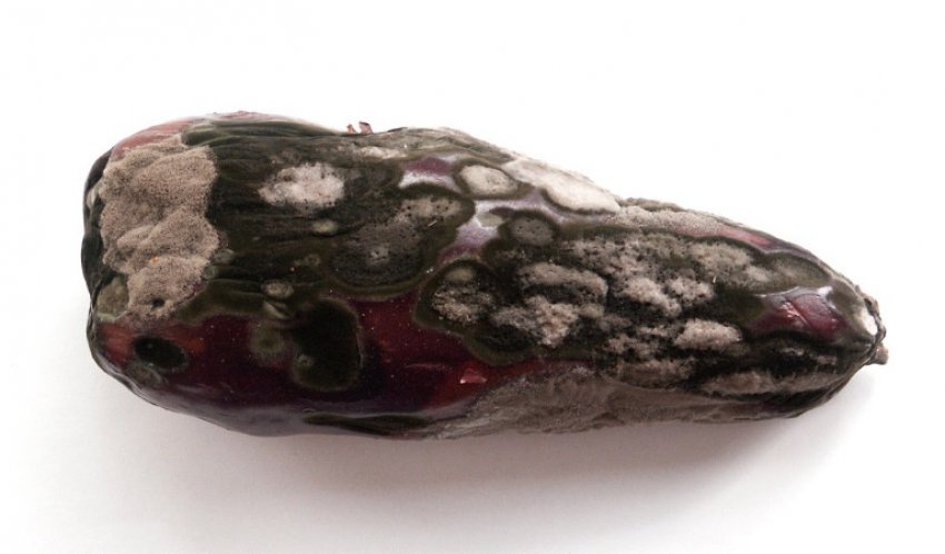 Сіра гниль баклажанів