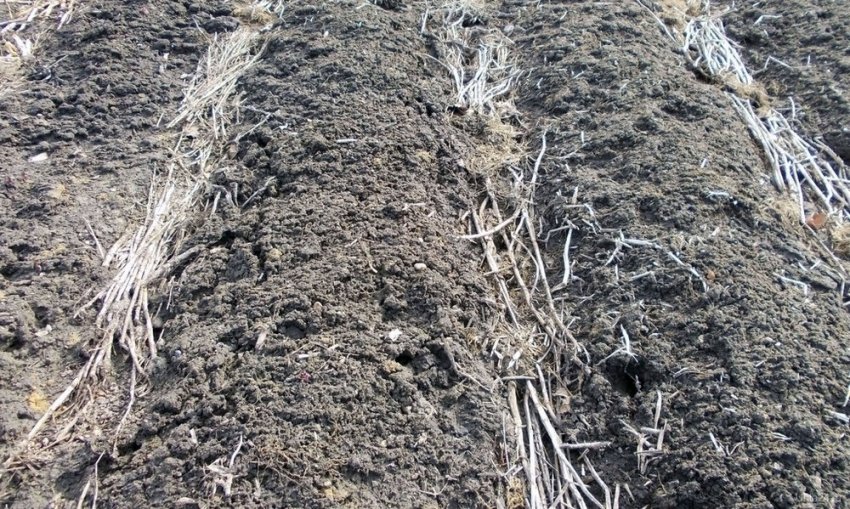 Вирощування і догляд