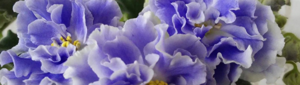 Фіалка Аквамарин: особливості вирощування в домашніх умовах