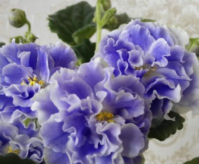 Фіалка Аквамарин: особливості вирощування в домашніх умовах