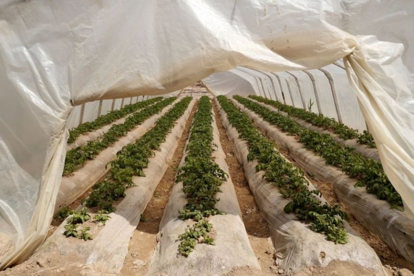 Догляд за ґрунтом