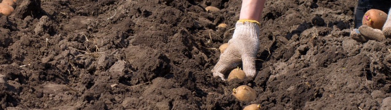 Вирощування та способи садіння картоплі на зиму