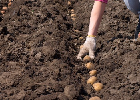 Вирощування та способи садіння картоплі на зиму