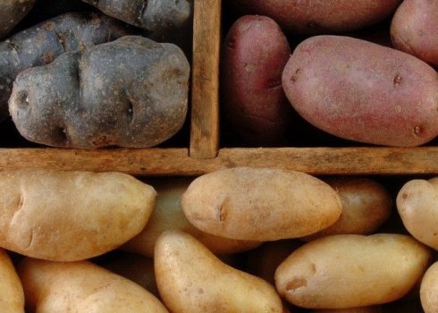 Зберігання картоплі в холодильнику: способи та корисні рекомендації