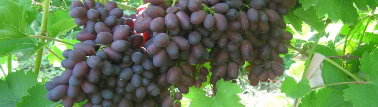 Сорт винограду Кармакод: характеристика, секрети успішного вирощування