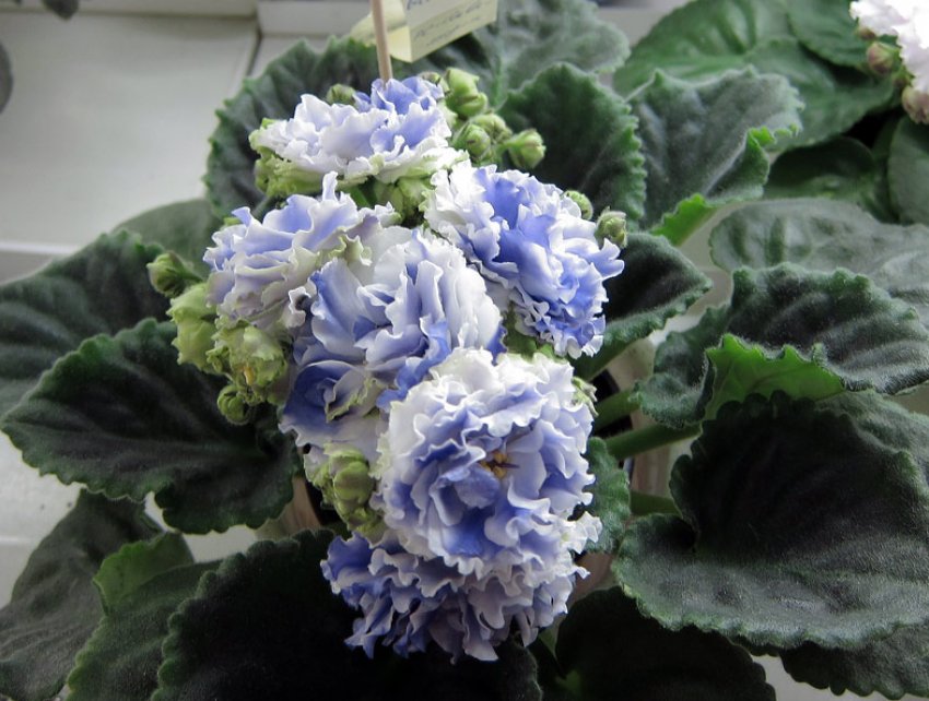 Фіалка Аквамарин Фіалка Аквамарин