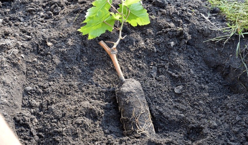 Посадка винограду