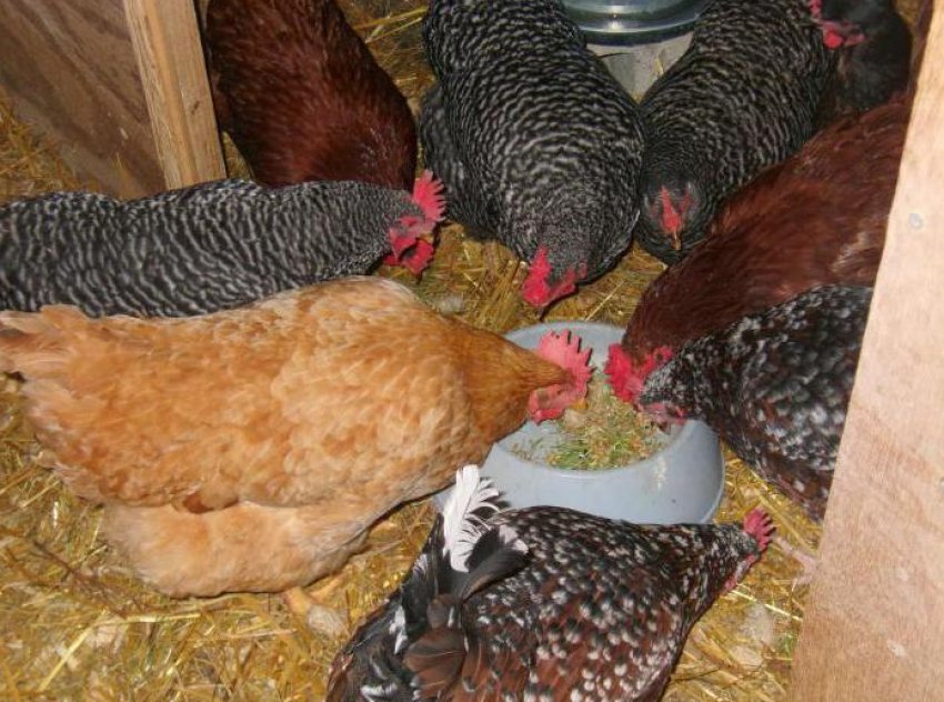 Годівля курей взимку Годівля курей взимку