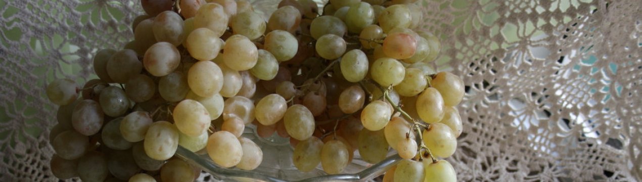 Сорт винограду Світлана: характеристика та методи вирощування