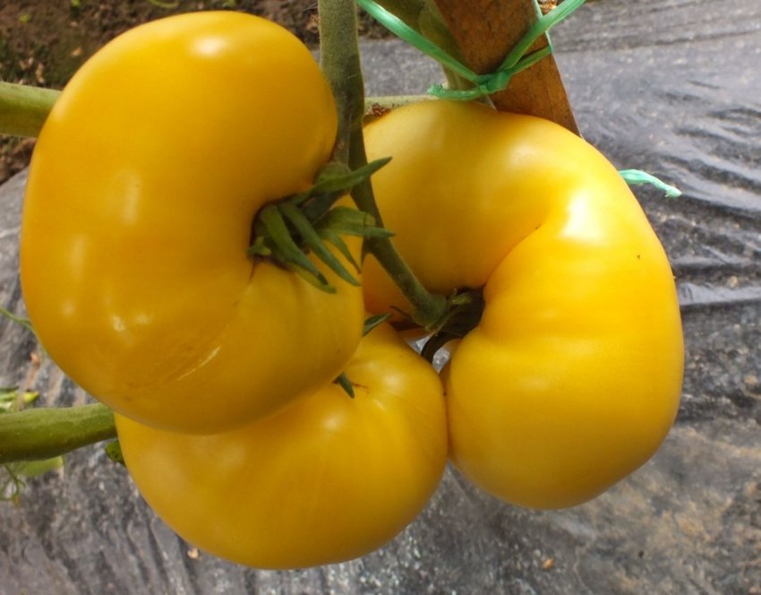 Жовтий Пинкхарт 1884