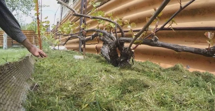 Мульчування винограду Мульчування винограду