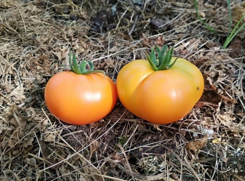 Медовий спас