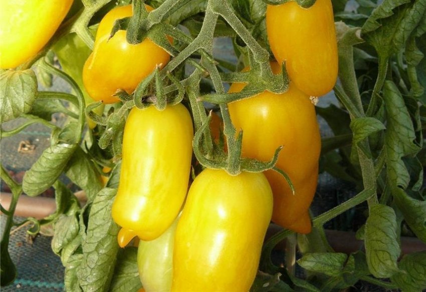 Перцевідние жовтий