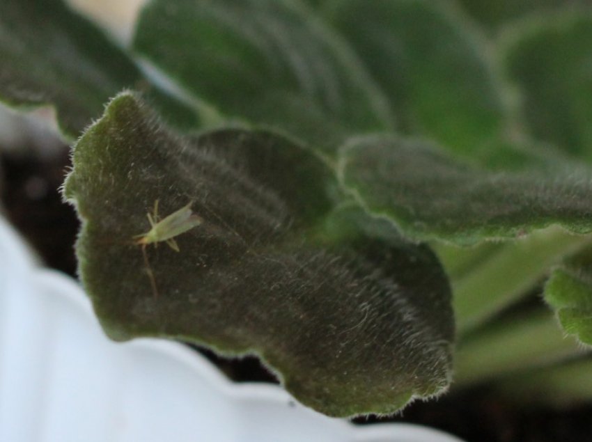 Попелиця Попелиця