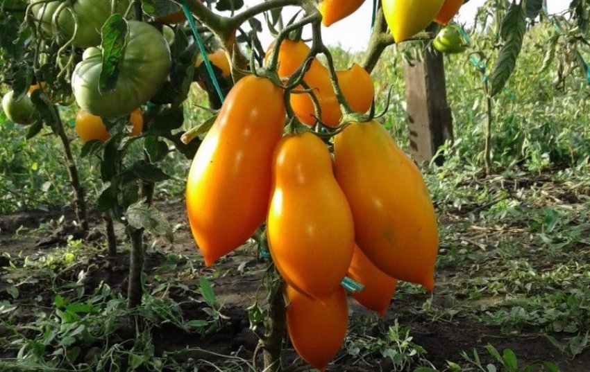 Золота рибка