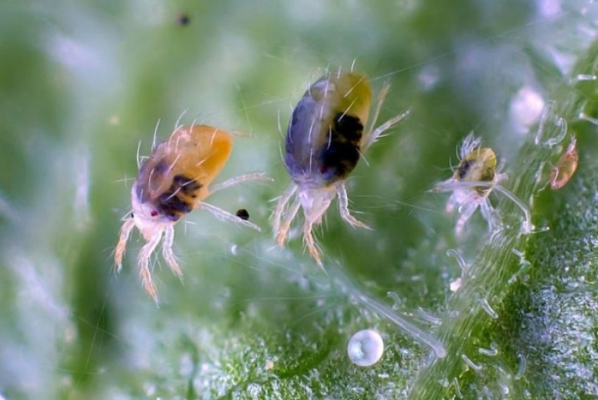 Павутинний кліщ Павутинний кліщ