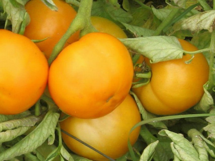 Новорічний